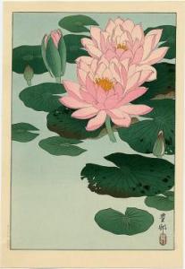 lotus for blog
